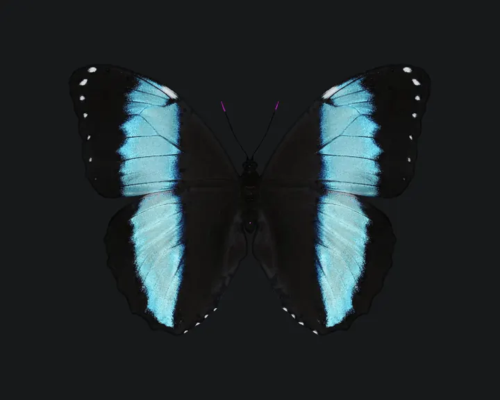 Mariposa de alas negras con bandas azul turquesa sobre fondo gris oscuro, de la serie Metamorfosis Lepidópteras.